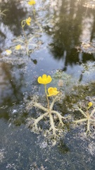 Utricularia radiata