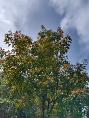 Aidia cochinchinensis