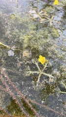 Utricularia radiata