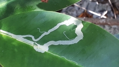 Metopium brownei
