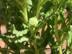 Centipeda thespidioides