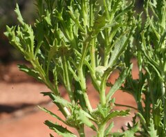 Centipeda thespidioides