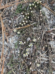 Pyxidanthera brevifolia