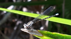 Argia gaumeri