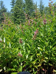 Decodon verticillatus