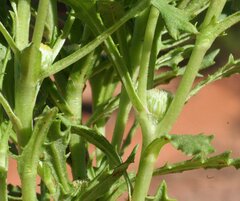 Centipeda thespidioides