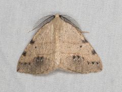 Drepanulatrix bifilata