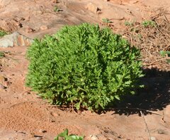 Centipeda thespidioides