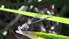 Argia gaumeri
