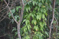 Syngonium angustatum