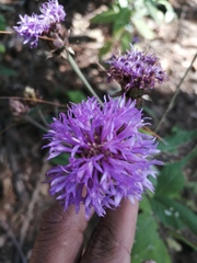 Vernonia alamanii