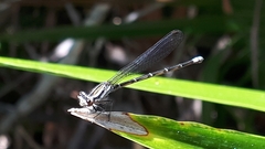 Argia gaumeri