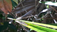 Argia gaumeri