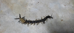 Scolopendra viridis