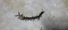 Scolopendra viridis
