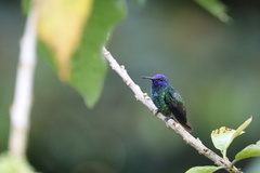 Chrysuronia oenone