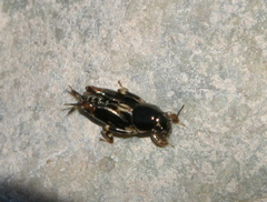 Tridactylidae