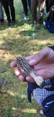 Morchella tridentina