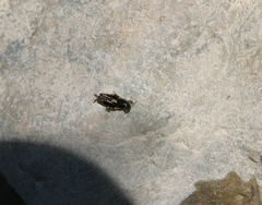 Tridactylidae