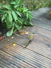 Trochalopteron elliotii