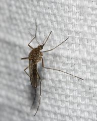Aedes vexans
