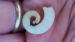 Spirula spirula