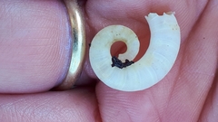 Spirula spirula