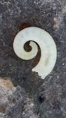 Spirula spirula