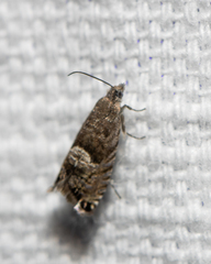 Sereda tautana