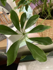 Heptapleurum arboricola