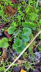 Geum cockaynei