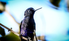 Boissonneaua jardini