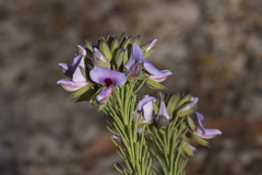 Gompholobium confertum