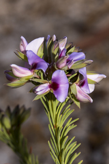 Gompholobium confertum