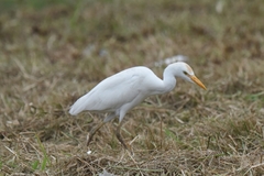 Bubulcus ibis