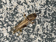 Neoscapteriscus vicinus