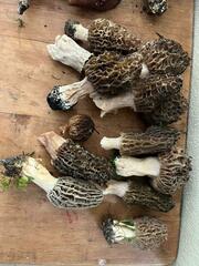 Morchella tridentina