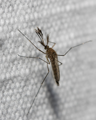 Aedes vexans