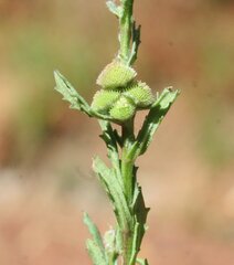 Centipeda pleiocephala