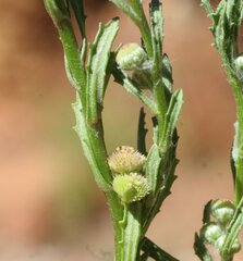 Centipeda pleiocephala