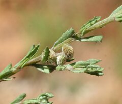 Centipeda pleiocephala