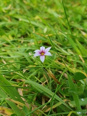Sisyrinchium rosulatum
