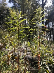 Verbesina virgata