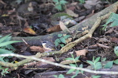 Myrmoborus myotherinus