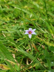 Sisyrinchium rosulatum