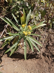 Verbesina virgata