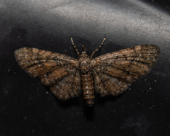 Eupithecia peckorum