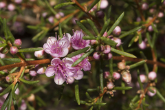 Hypocalymma strictum