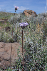 Dipterostemon capitatus
