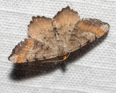 Macaria distribuaria